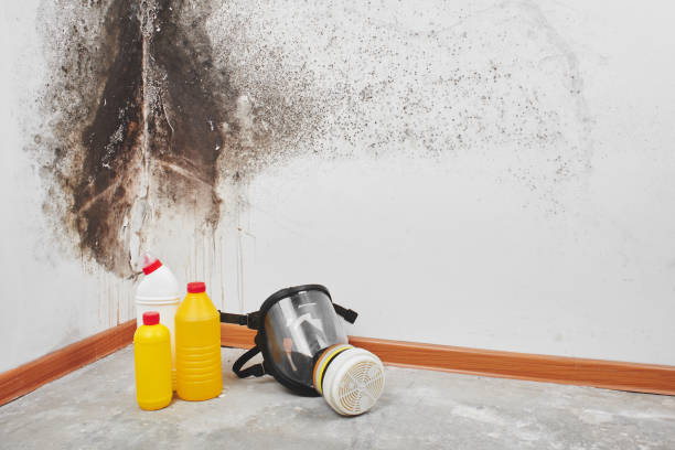 Best Mold Removal and Inspection  in Rapids, NY