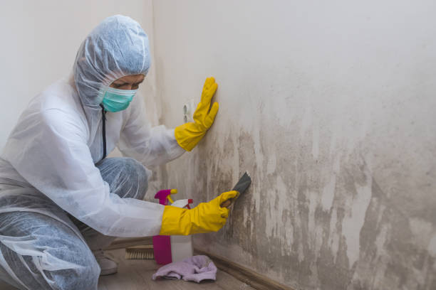 Best Office Mold Removal Services  in Rapids, NY