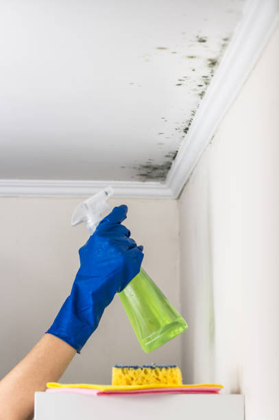 Best Attic Mold Removal  in Rapids, NY