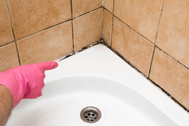 Best Toxic Mold Removal  in Rapids, NY